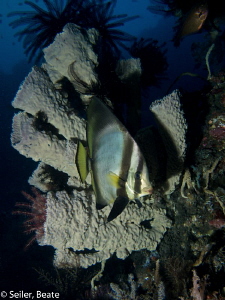 Batfish by Beate Seiler 